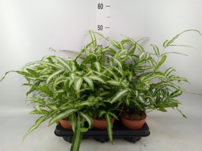 <h4>Pteris cretica 'Albolineata'</h4>