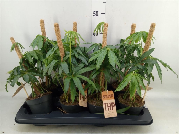 <h4>Anthurium   ...</h4>