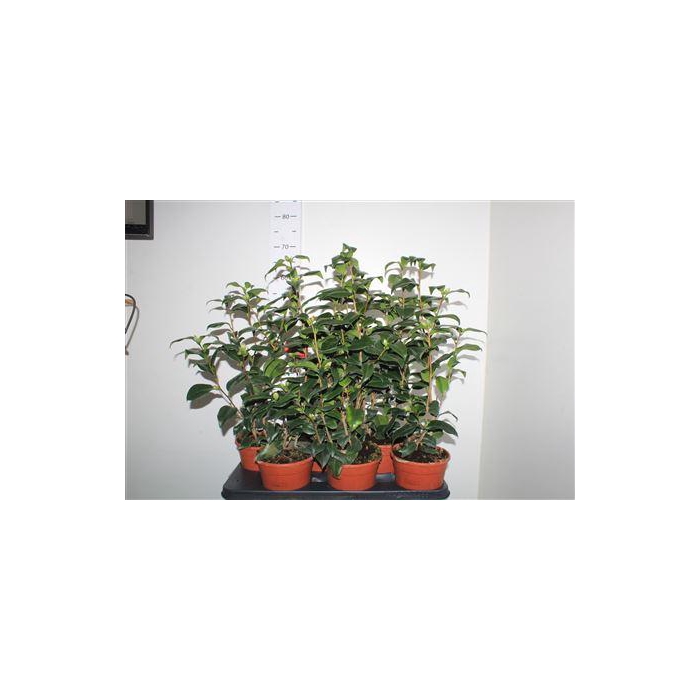 <h4>Came Japonica</h4>