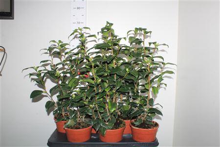 <h4>Came Japonica</h4>