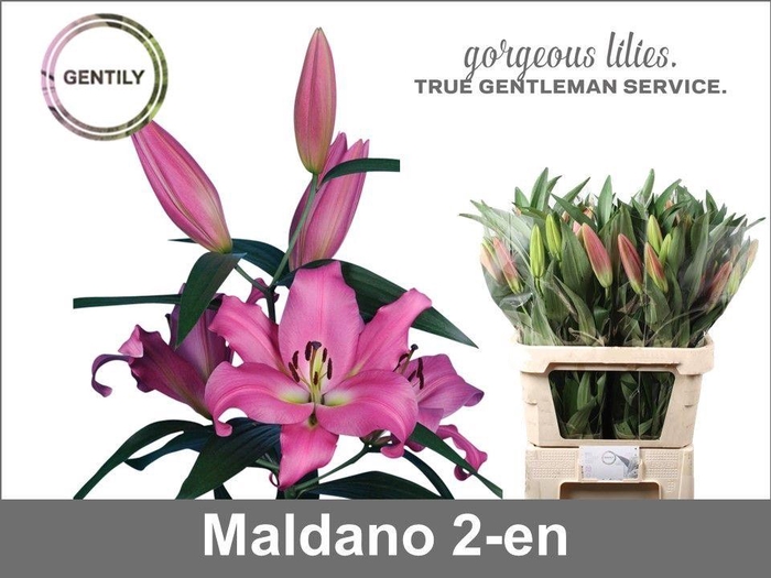 <h4>LI OT MALDANO</h4>