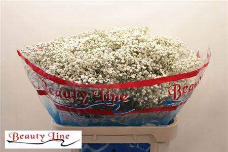 Gyps Pa Beauty Bride