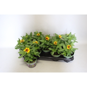 Zinnia Red Yellow bicolour