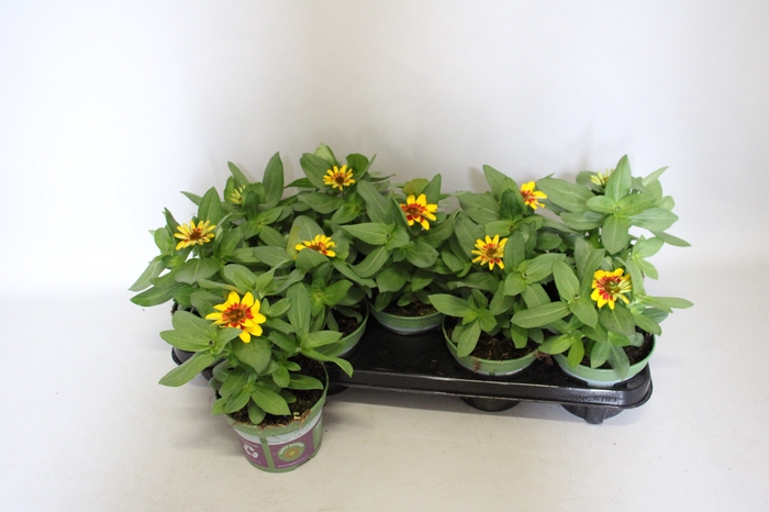 <h4>Zinnia Red Yellow bicolour</h4>