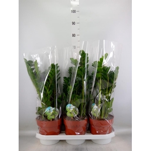 Zamioculcas zamiifolia 'Midori'