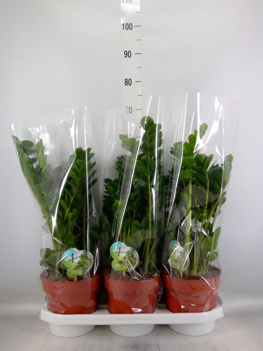 <h4>Zamioculcas zamiifolia 'Midori'</h4>