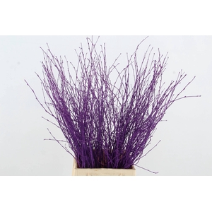 BETULA BS KLB H%