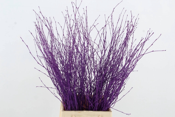 <h4>BETULA BS KLB H%</h4>