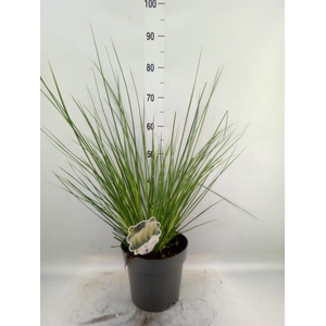 Cortaderia   ...