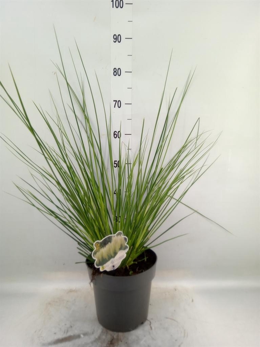 <h4>Cortaderia ...</h4>
