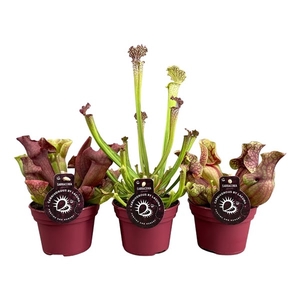 Sarracenia mix 3 soorten (naar beschikbaarheid)