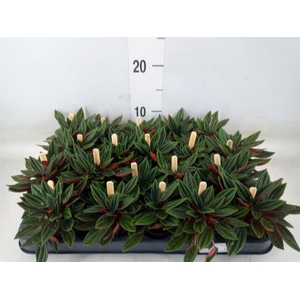 Peperomia caperata 'Rosso'