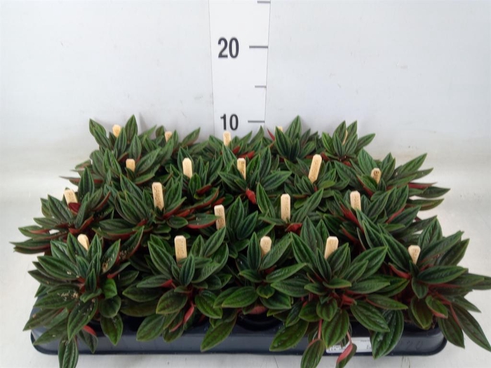 <h4>Peperomia caperata 'Rosso'</h4>