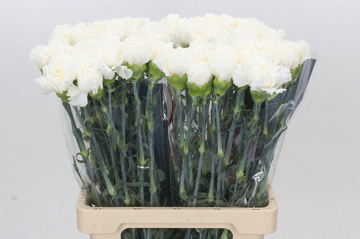 <h4>Dianthus St Holly</h4>