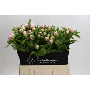 Paeonia (Herb. Hybrid Grp) 'Pink Vanguard'