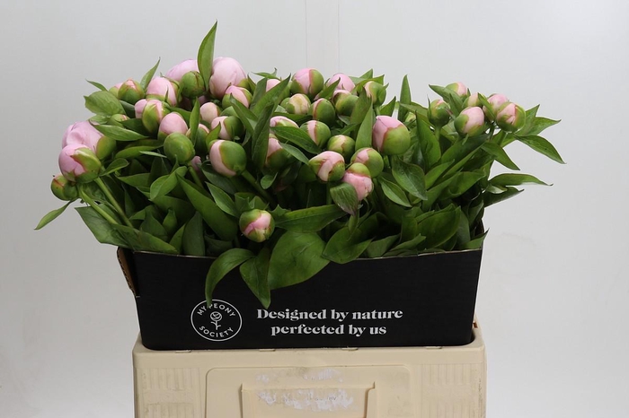 <h4>Paeonia Pink Vanguard</h4>