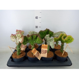 Euphorbia lactea 'Cristata'