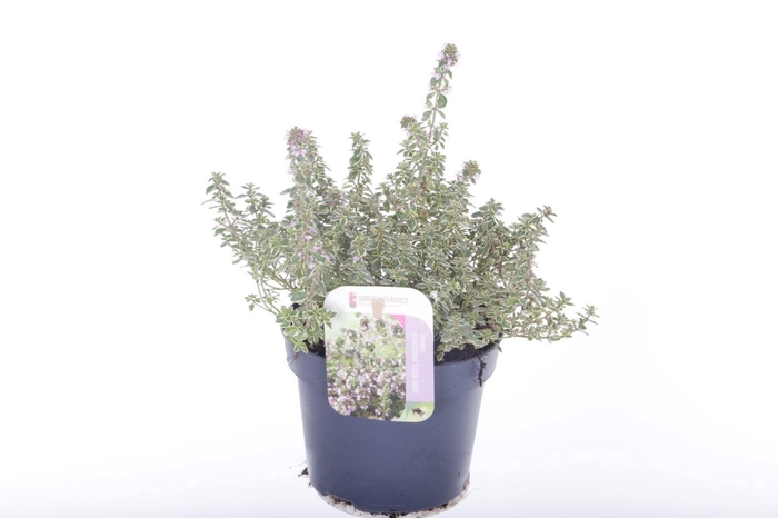 <h4>Thymus Citr Silver Queen</h4>