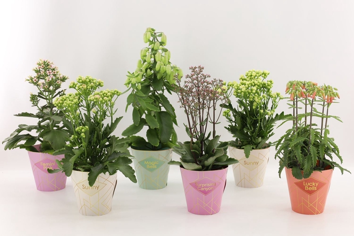 <h4>Kalanchoe Veranda</h4>