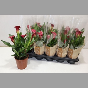 Zant Royal Valentine Red