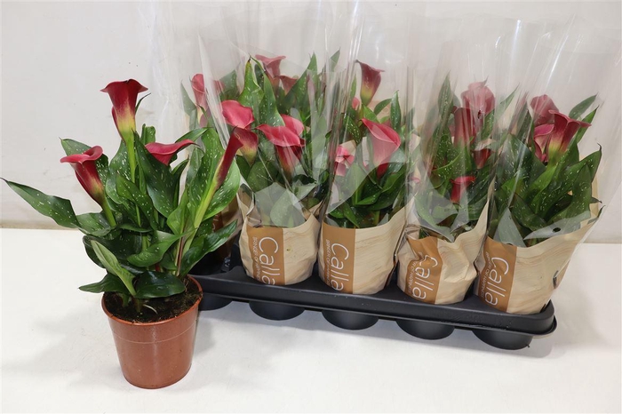 <h4>Zant Royal Valentine Red</h4>