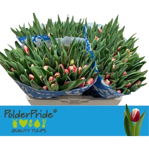 Tulipa si kung fu looklike