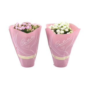 Kalanchoë 12 cm 2 color mix in Couture Diamond Line Pink sleeve