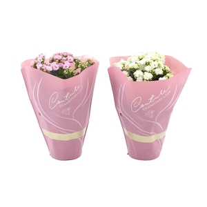 Kalanchoë 12 cm 2 color mix in Couture Diamond Line Pink sleeve