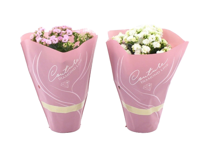 <h4>Kalanchoë 12 cm 2 color mix in Couture Diamond Line Pink sleeve</h4>