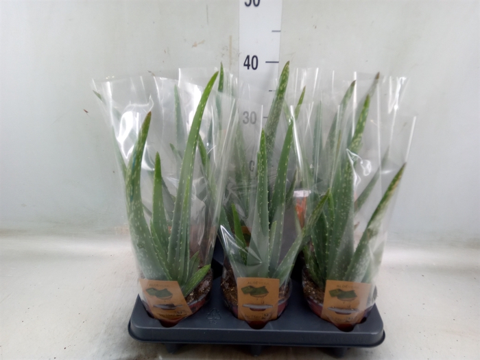 <h4>Aloe vera</h4>