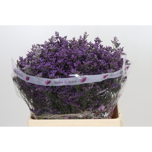 Limonium ov Shooting Star