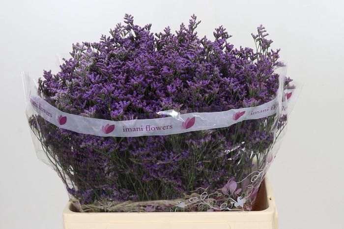 <h4>Limonium ov Shooting Star</h4>