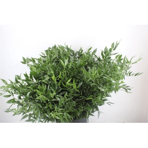 Ruscus Short 400gr P Bunch
