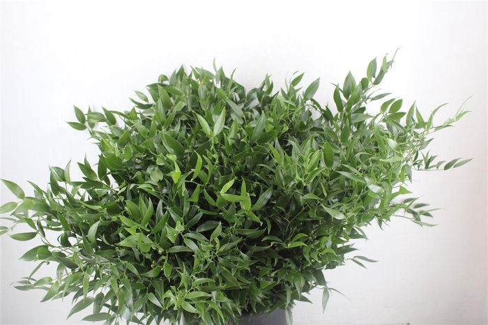 <h4>Ruscus Short 400gr P Bunch</h4>