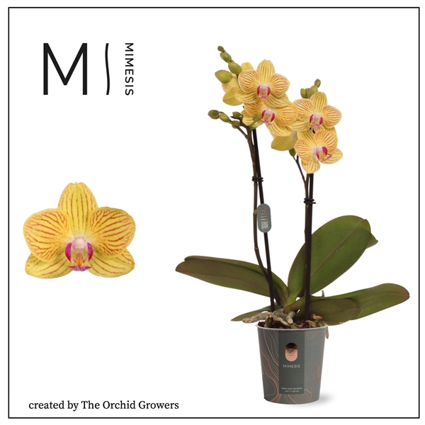 <h4>Mimesis Phal. Gold Baby - 2 spike 7cm</h4>