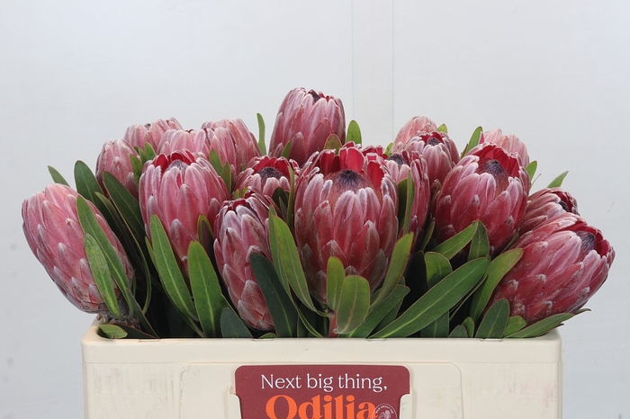 <h4>Protea Pink Ice</h4>