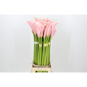 Zantedeschia Eydolls Pink