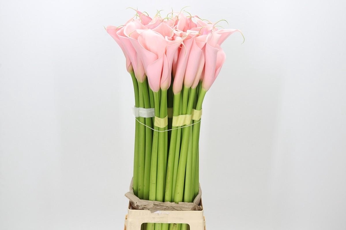 Zantedeschia Eydolls Pink