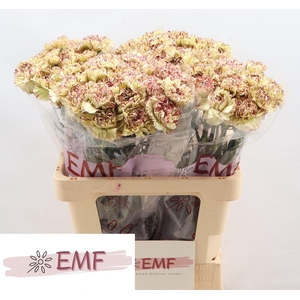 DI ST LA KIS MARRONE