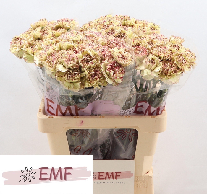 <h4>DI ST LA KIS MARRONE</h4>