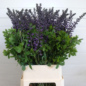 BAPTISIA AUSTRALIS