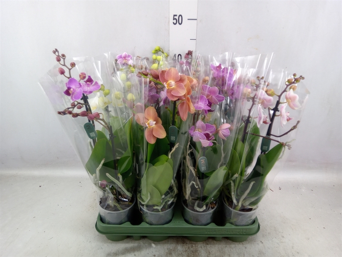<h4>Phalaenopsis multi.   ...mix  5</h4>
