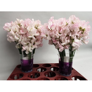 Lathyrus White Wedding