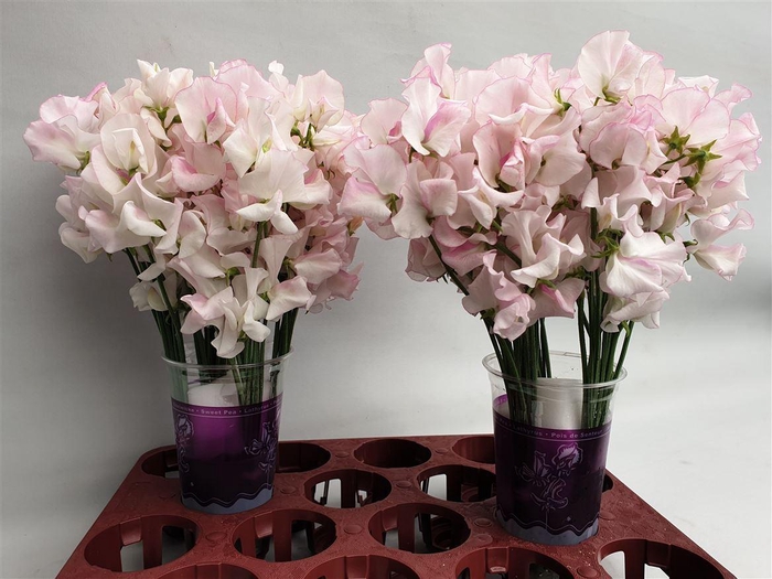 <h4>Lathyrus White Wedding</h4>