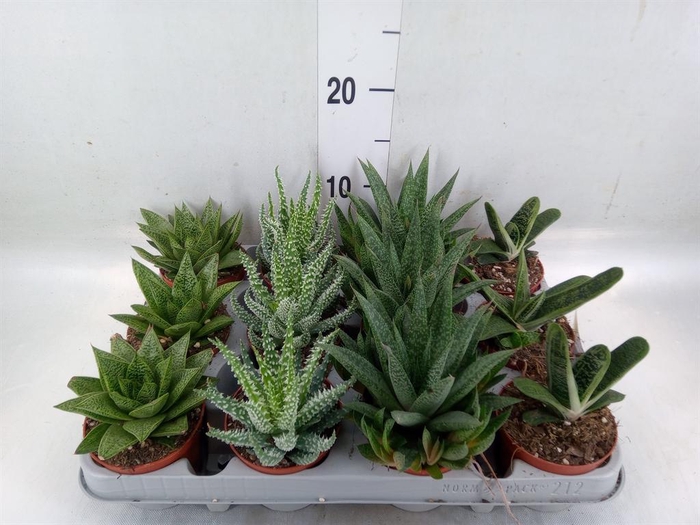 <h4>Aloe   ...mix</h4>