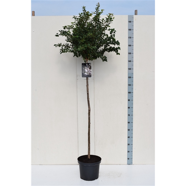 <h4>Prunus incisa 'Kojou-no-mai' 120ST</h4>