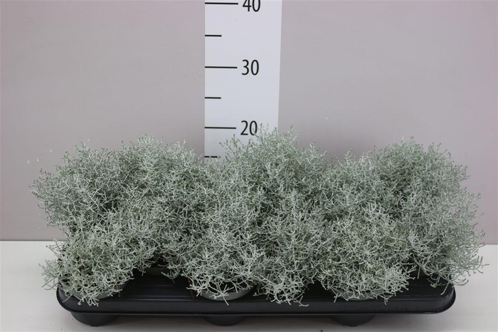 <h4>Calocephalus</h4>