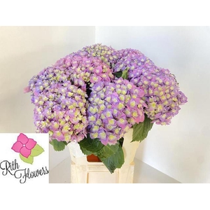 HYDR M ROY MAJEST BL