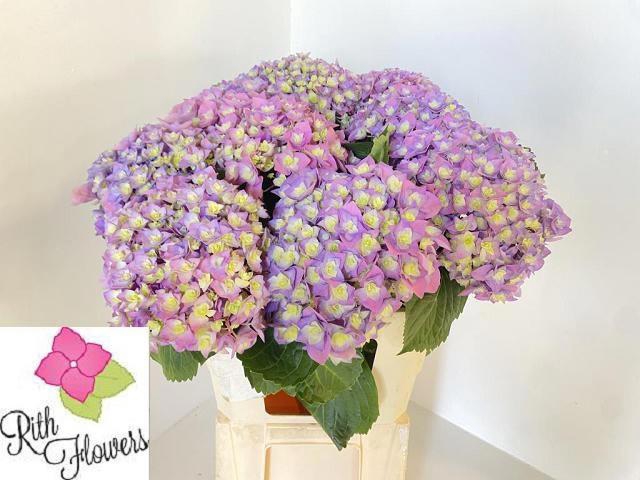 <h4>HYDR M ROY MAJEST BL</h4>