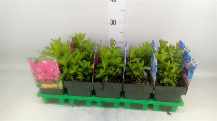 <h4>Phlox panic.   ...</h4>